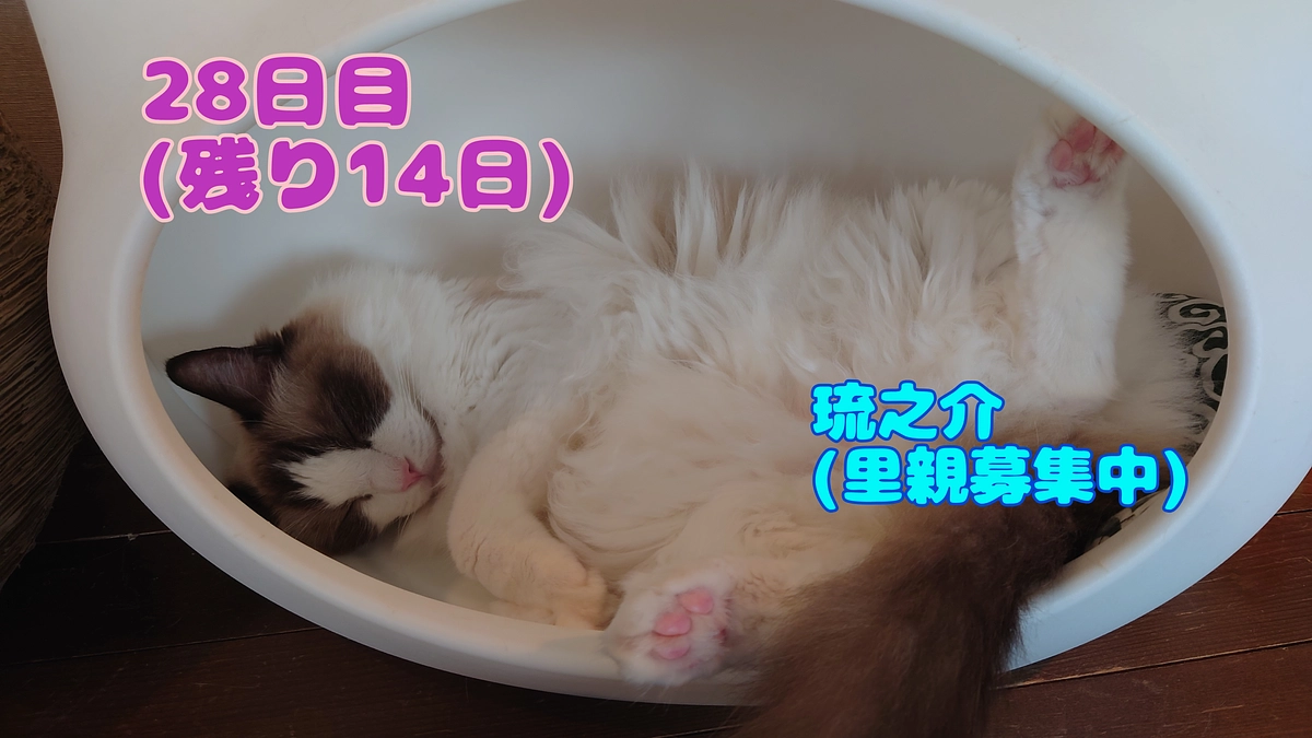 小松菜推しスタッフと猫まるの出会い。