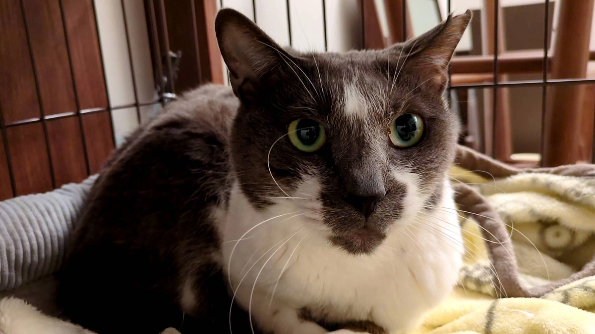 ［ひらりちゃん］の今後の予定