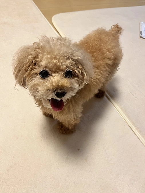 早くお散歩に行きたいね、サニー🥺