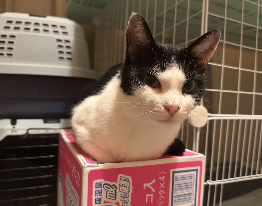 アテネ１ｇ+のご飯