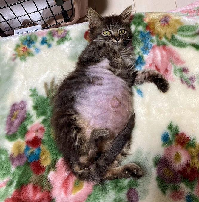 懸命に生きる子猫「わさび」のお話