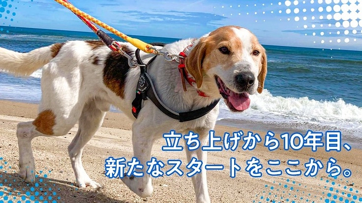 浸水被害から保護犬猫を守る。LYSTAシェルターを高台に移設したい