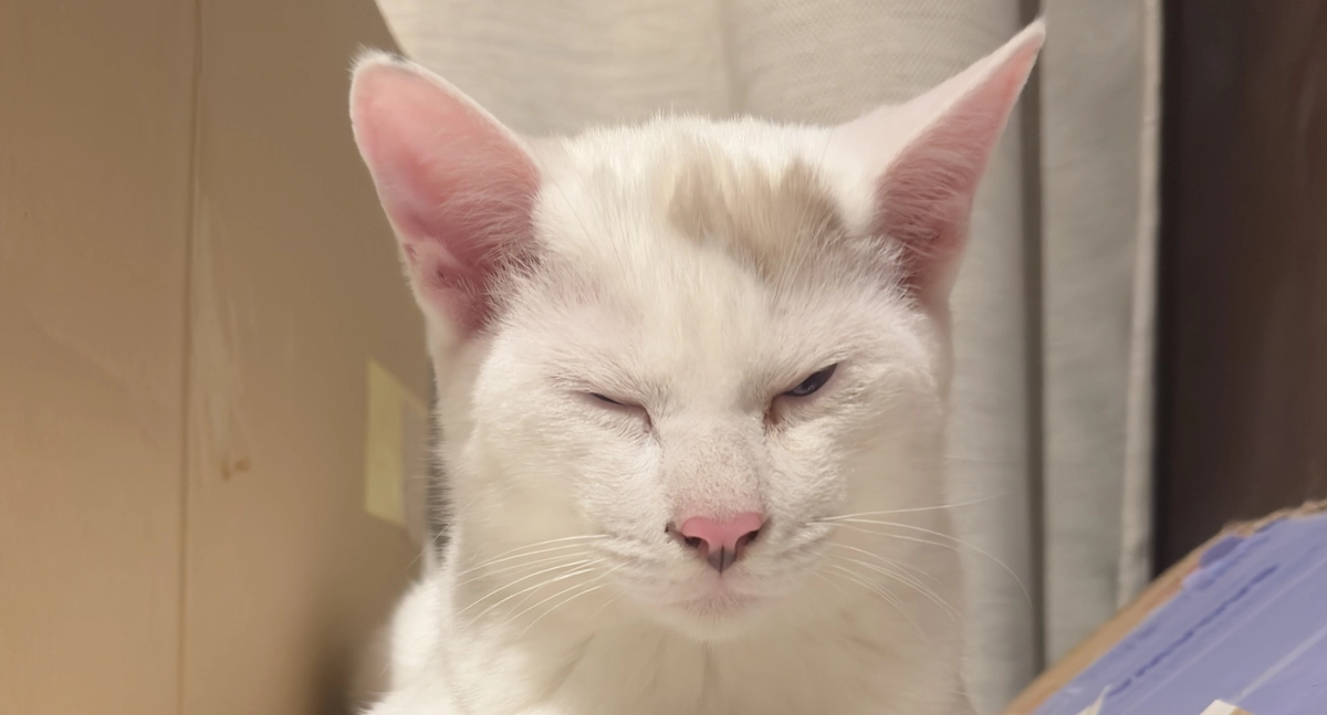 シンバのまばたき反射