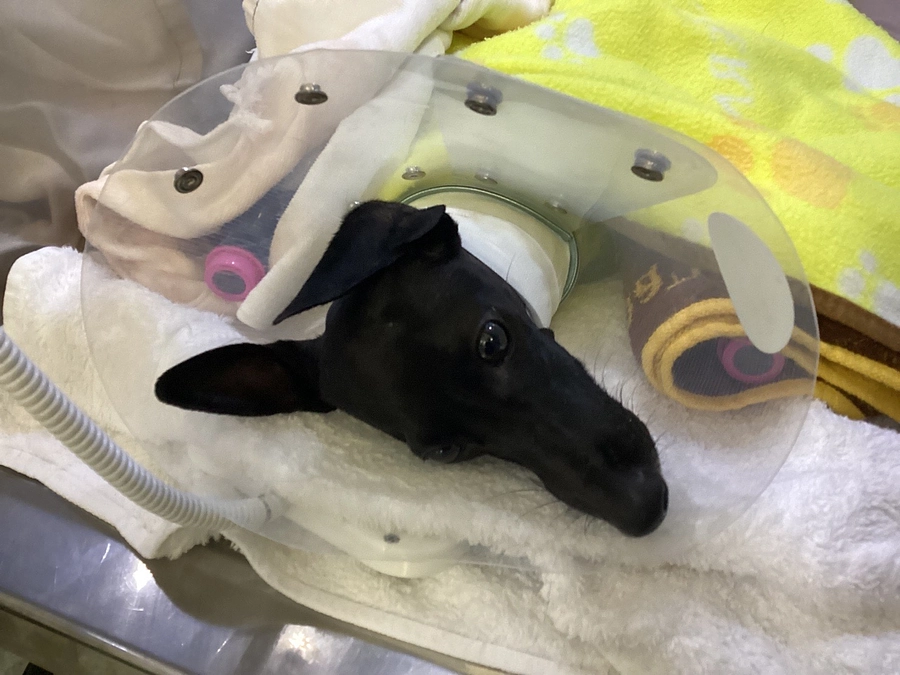 術後、麻酔から目覚めたティアラ✨