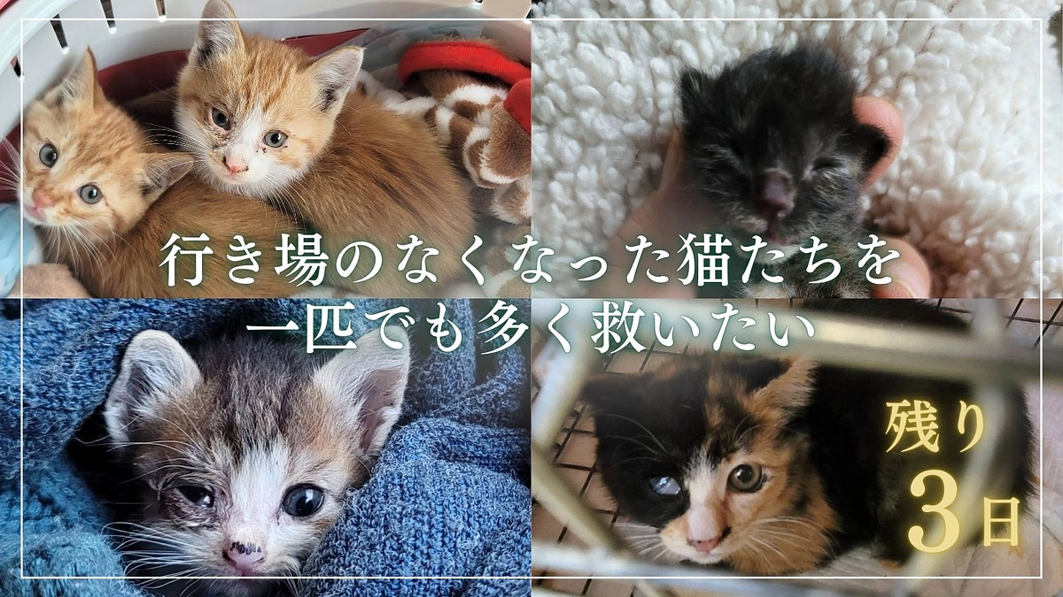 【終了まで、残り3日】いただいた応援メッセージ② 温かいお言葉ありがとうございます！