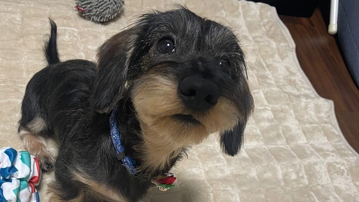 動脈管開存症(PDA)と診断された愛犬を助けてあげたいです。