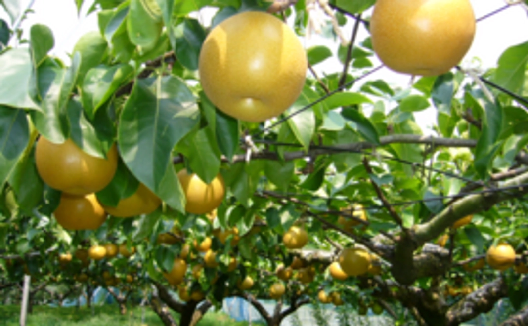 福島の旬の果物をお届けします！