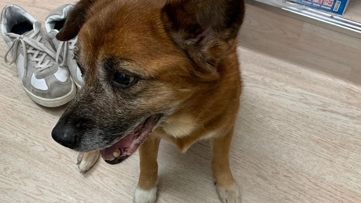 犬猫がより良く暮らせるための生活費や医療費を支えてください