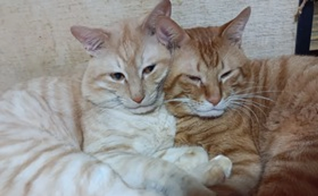 保護猫達の写真(12 )とお礼のメール