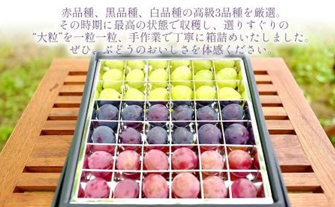 ブドウ園(自然派を基本）