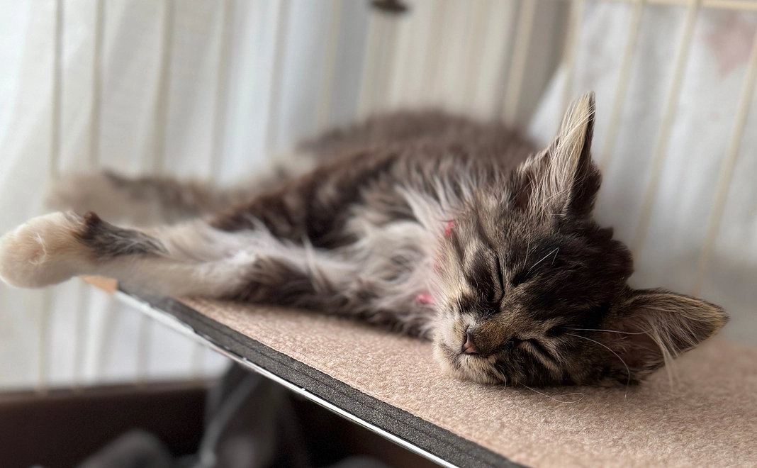 ジジ応援プラン 12