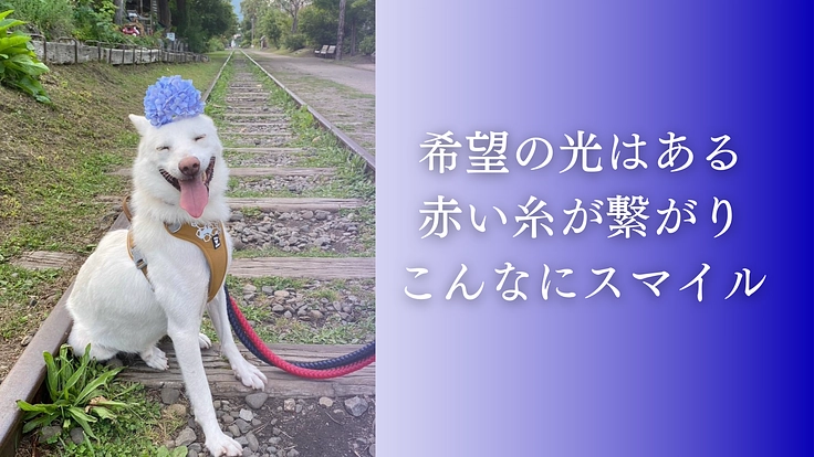 殺処分反対！周南の成犬を助けるため、第二のまあくんハウスを作りたい 9枚目