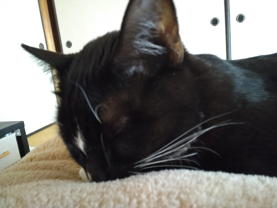 2/3はなちゃんの様子(発作あり)