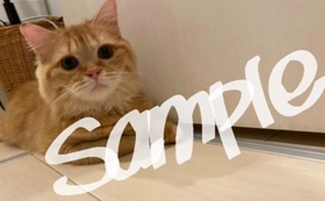 とあ応援セット1