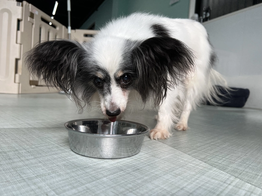 今日のチョコちゃん！(8月4日)