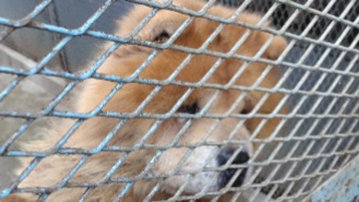 チャウチャウの♂の子を保護しました