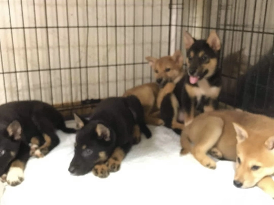 保護活動のどこにお金がかかるのか　医療費、備品消耗品費、交通通信費など