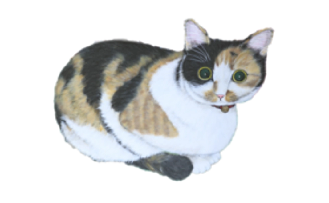 10000円：保護猫応援コース（お礼のメール、保護猫たちの写真、あんちゃん新聞(データ)）