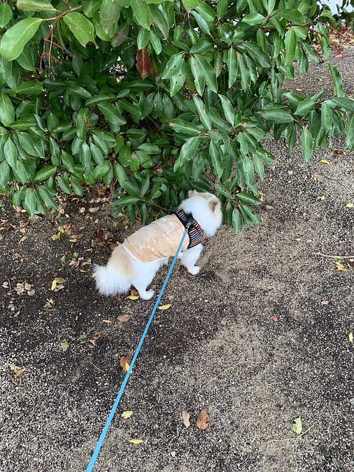 今日のタイラーくん🐕✨