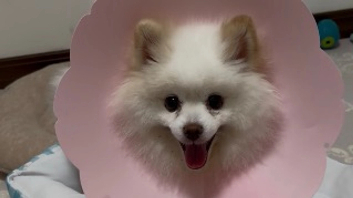 ご飯パクパク🐶🍗