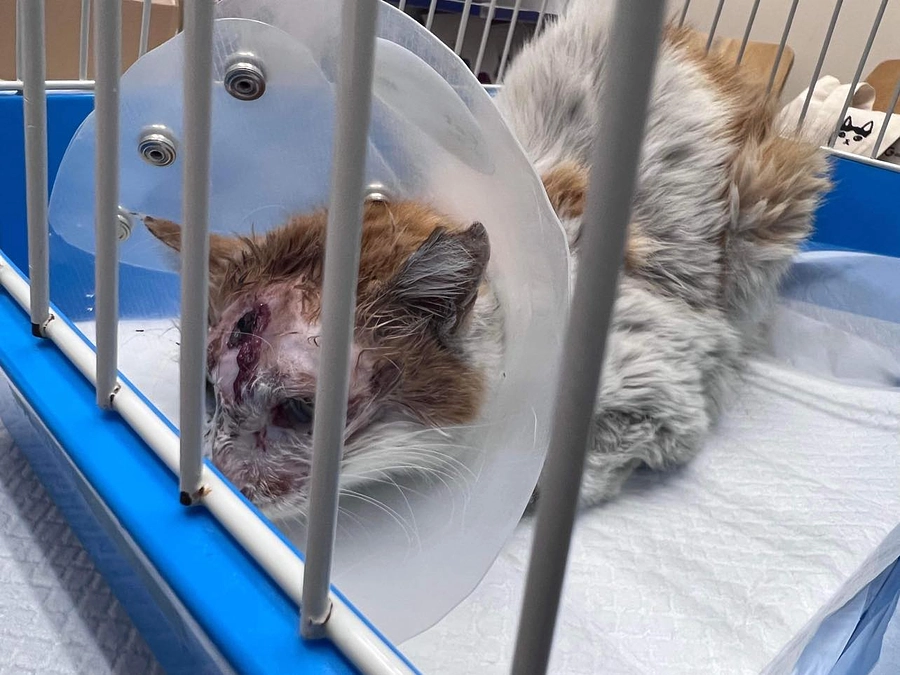 わたし、生きたい！～幸ちゃんの治療経過