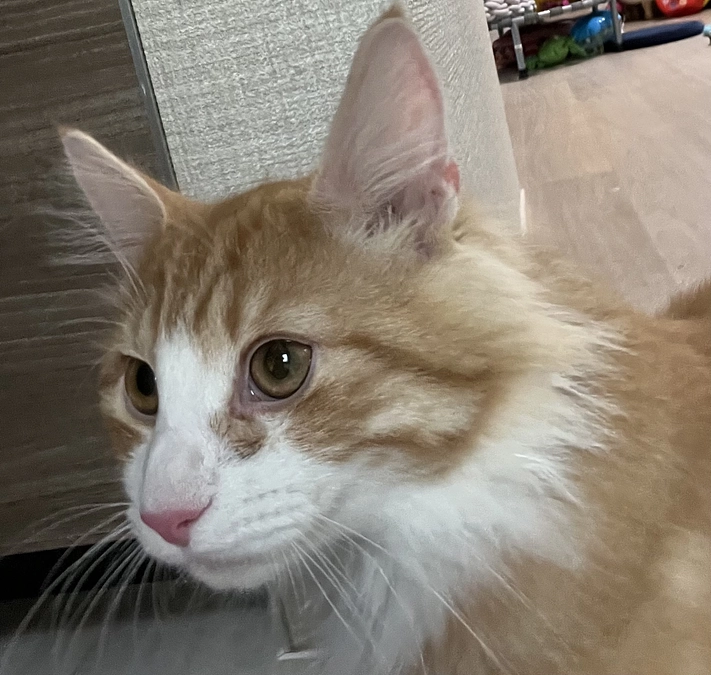 インスタコラボライブのお知らせ