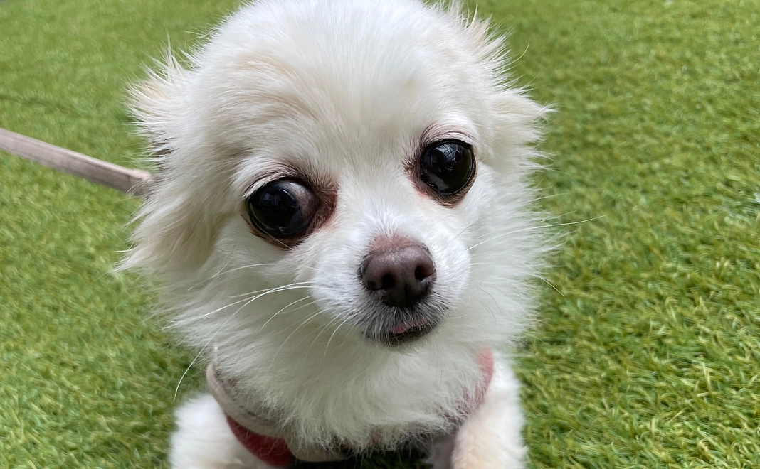 感謝メール ラムちゃん頑張れ！