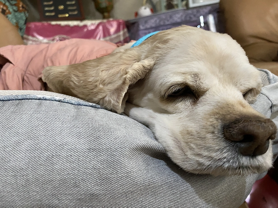 下痢は止まりました　何とか1日1日頑張っています　皆様のもう一度ご支援お願いします！