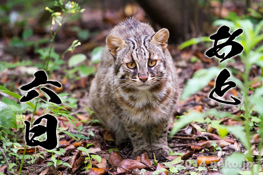 CNNの取材を受けました