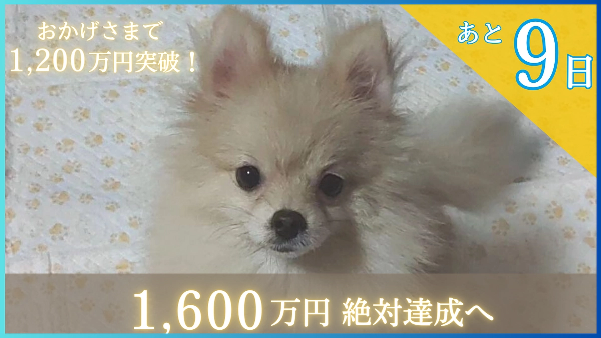 【1200万円突破！】あと9日！約365万円で夢の実現へ！どうか情報の拡散をよろしくお願いします！！