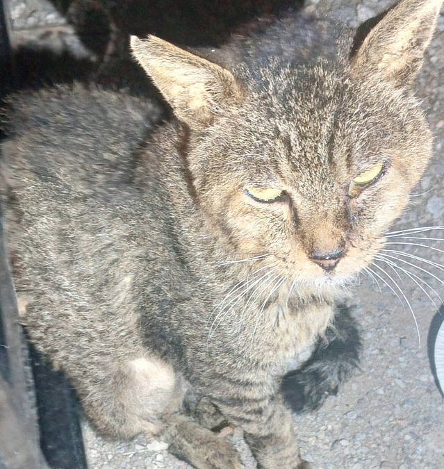入院している野良猫のボスの面会に