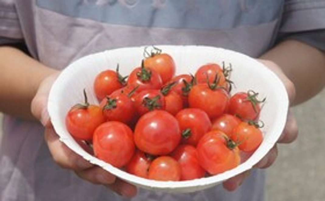 【10枚】20％OFF割引券＋サンクスメール