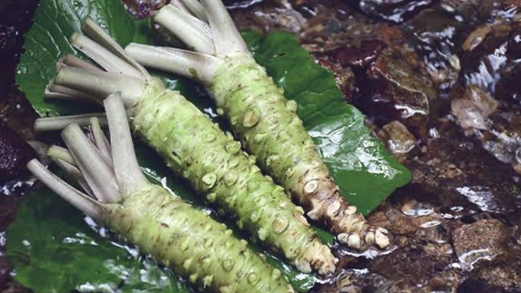 ワサビで救う地域と健康！！！