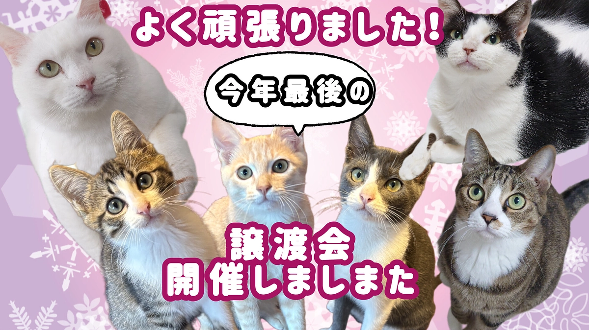 今年最後の譲渡会を開催しました