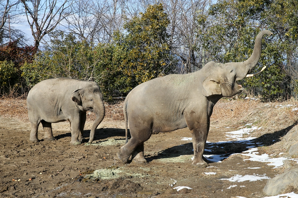 2月16日(金) 進捗報告・返礼品再紹介～スマトラゾウの飼育体験ツアー～