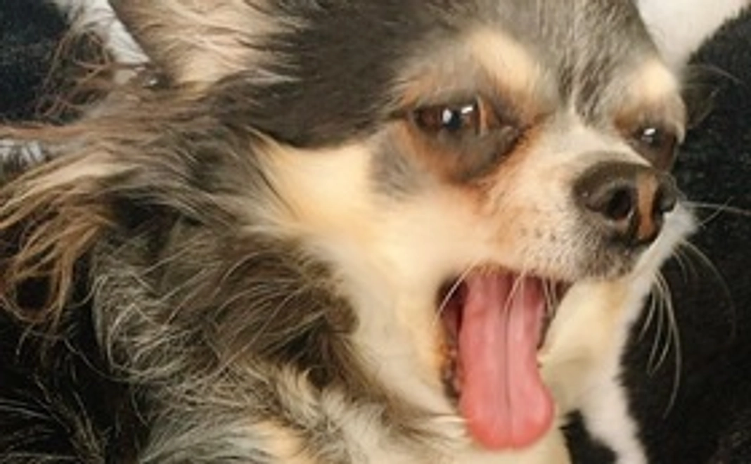 チョコからのありがとう。1