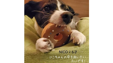 愛犬ビーグル×チワワ6才のがん治療の支援のお願い のトップ画像