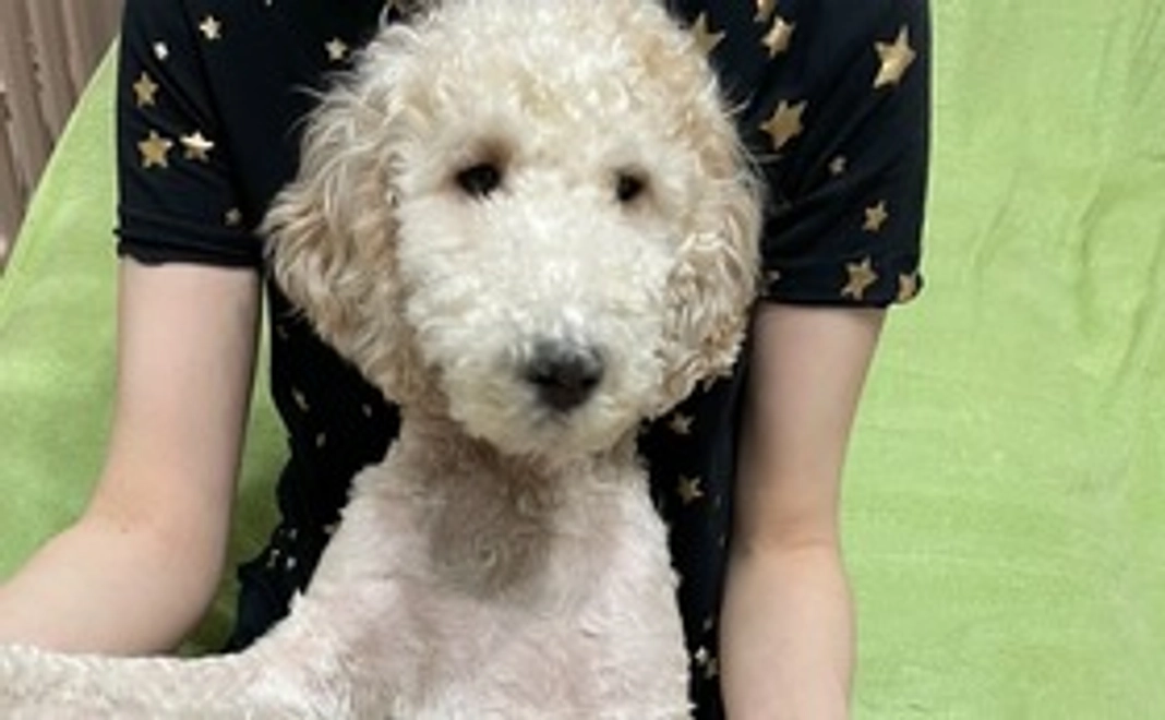 リース君の応援①