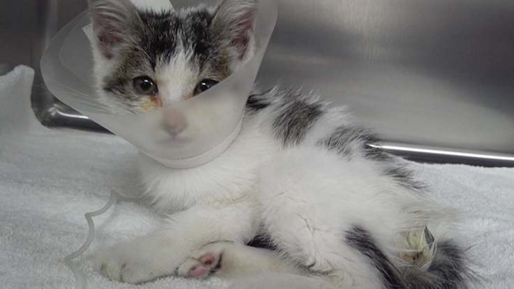 不幸な子猫を増やしたくない！40匹以上の猫に治療を行います