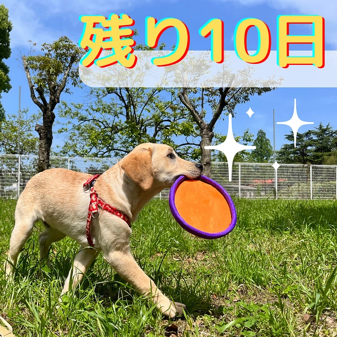プロジェクト終了まで🌟あと10日🌟