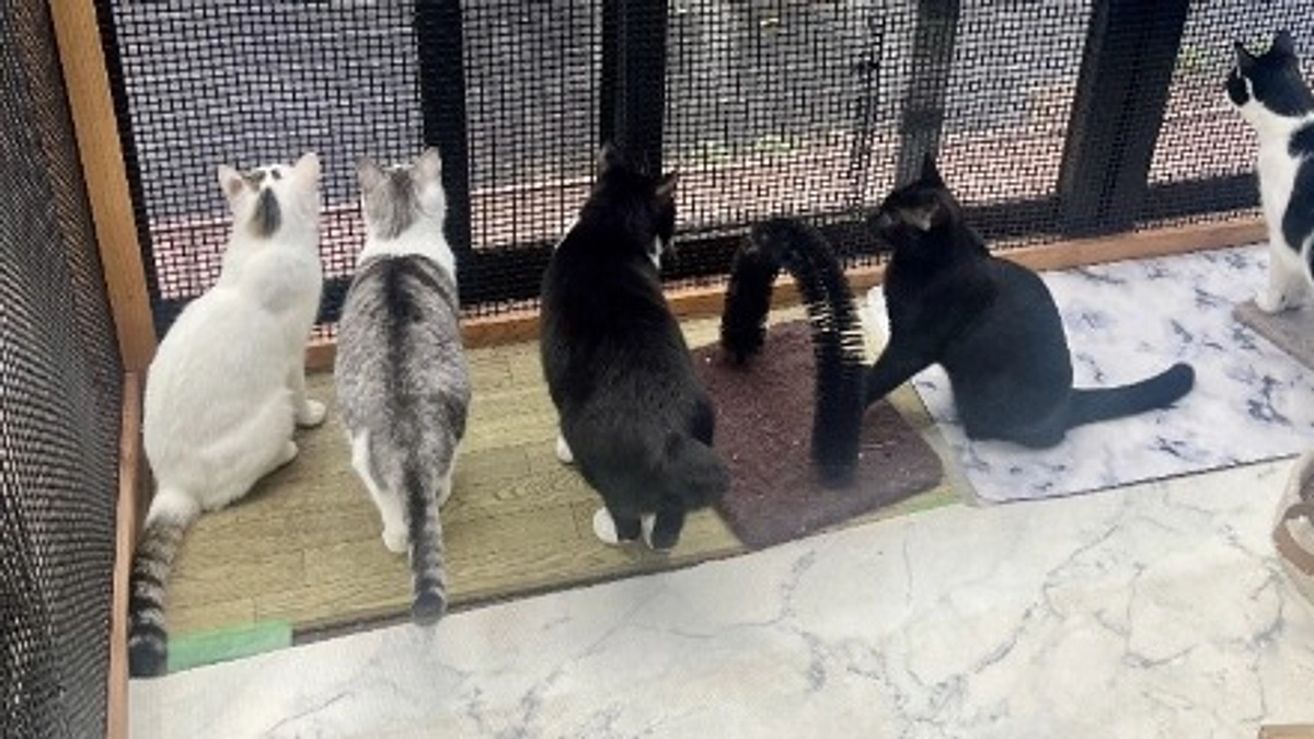 シェルターボランティアさんの声～　”お世話冥利”