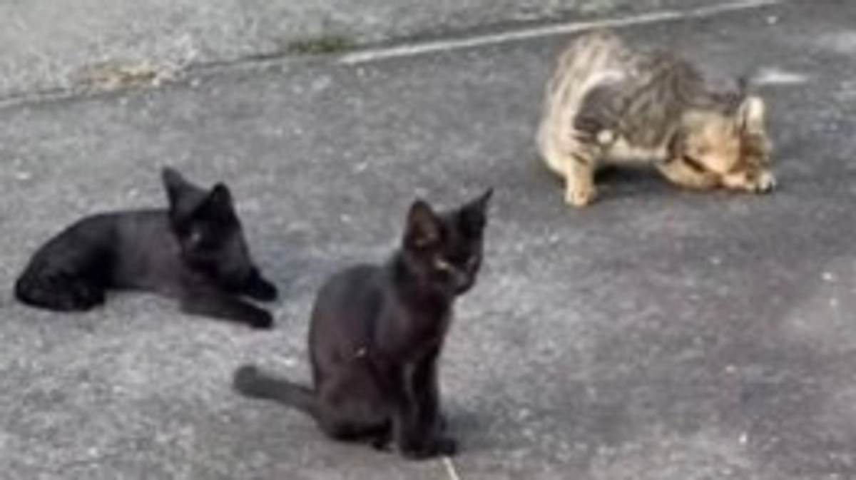 ご挨拶とご報告