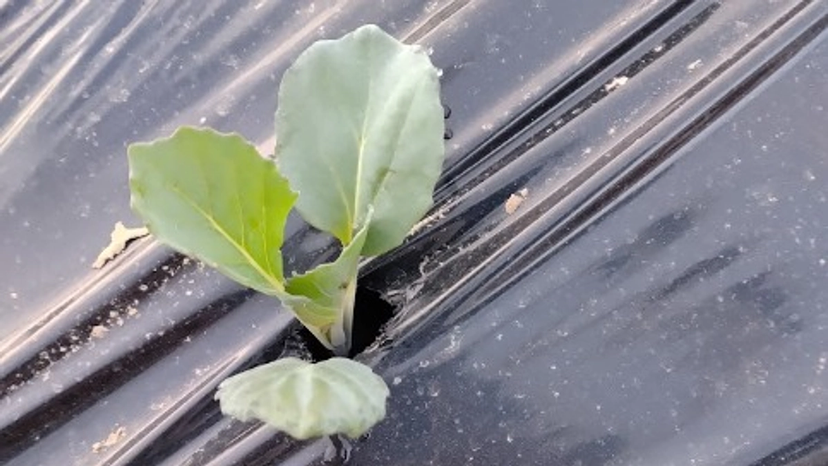 グリーンボールを植えました！　～その１　苗を植えました！！～