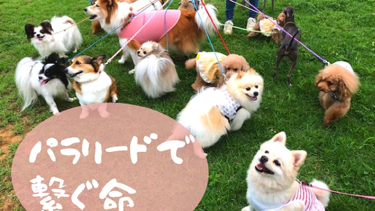 リードと首輪づくりから広がる。保護犬、保護猫支援の輪。