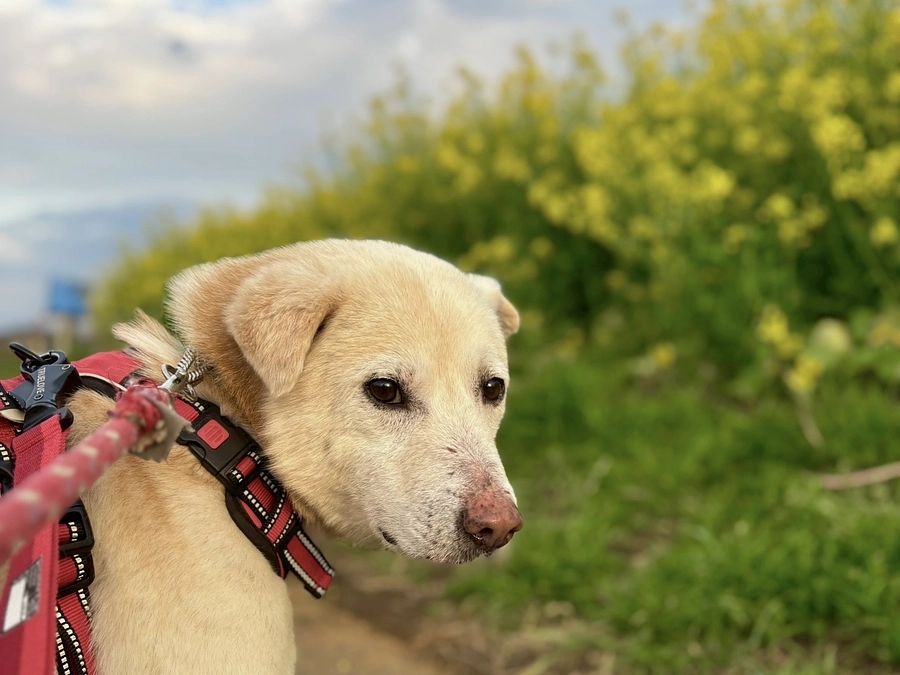 野犬や成犬は人馴れしにくいのか?