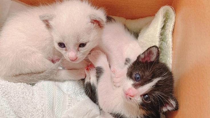 保護猫たちを譲渡につなげるためにご支援をお願いします