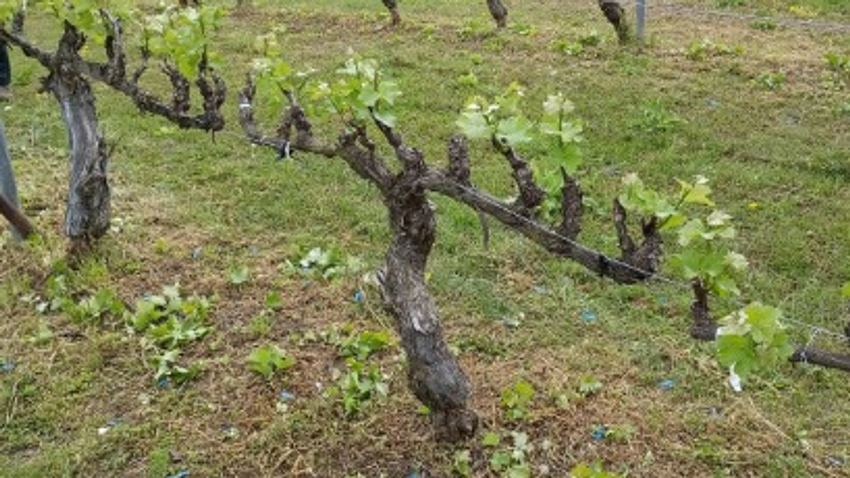 ブドウ栽培学実習を開始しました！