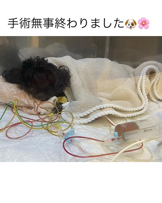 手術無事に終わりました🐶🌸