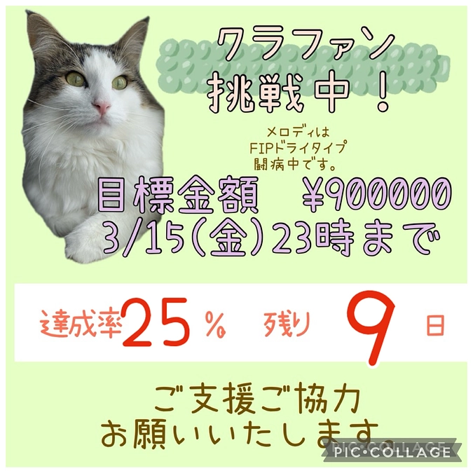 ご支援報告🐈