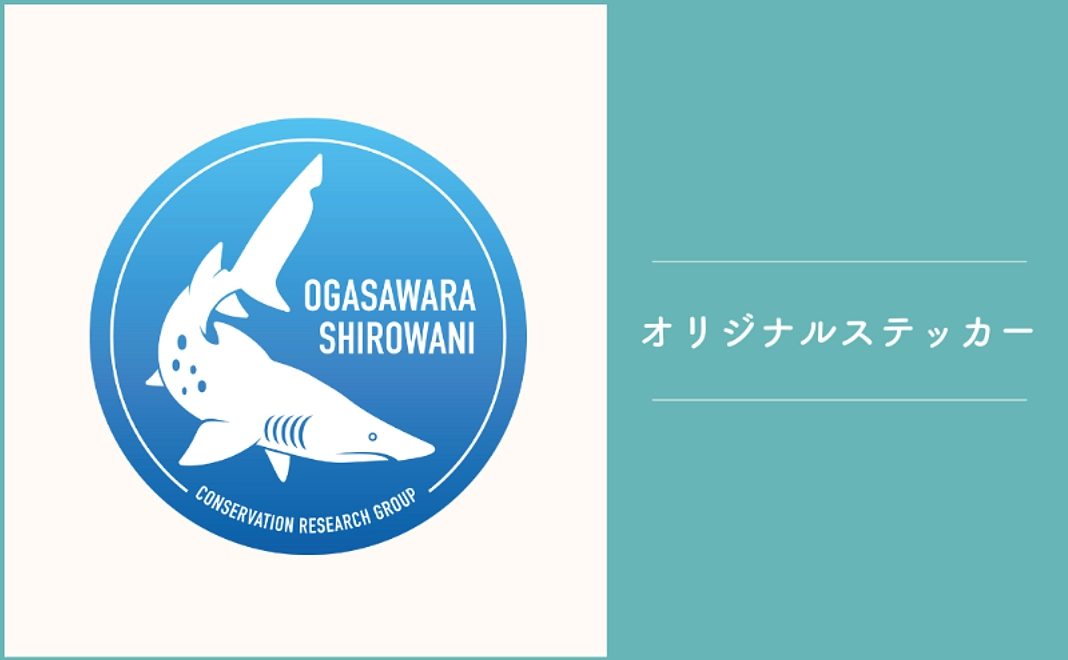 3千円｜小笠原のシロワニ調査隊に入隊！